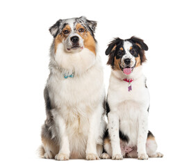 Two Australian Shepherd sitting together and looking at the camera, Isolated on white