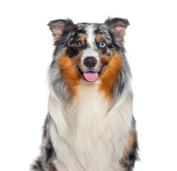 Head shot of a panting Blue Merle Australian Shepherd looking at the camera