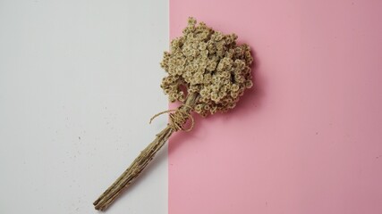 Anaphalis javanica, minimalist concept, pink and white background