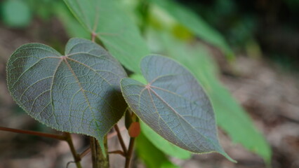 Hibiscus macrophyllus