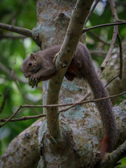 wild squirrel eating fruits on tree branch
