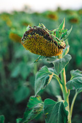 Sunflower flower in an agricultural field. Sunflower in a sunset or dawn sunlight
