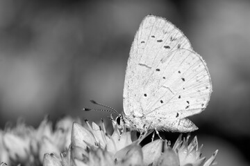 Black and white image of a Holly Blue Butterfly (Celastrina argiolus) on Sedum 'Matrona' - obrazy, fototapety, plakaty