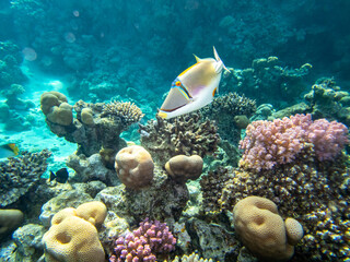 Very beautiful inhabitants of the coral reef of the Red Sea