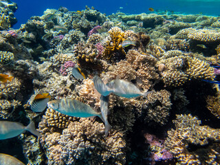 Very beautiful inhabitants of the coral reef of the Red Sea