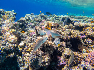 Fototapeta na wymiar Very beautiful inhabitants of the coral reef of the Red Sea