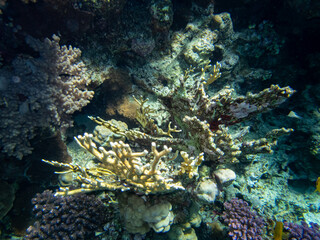 Very beautiful inhabitants of the coral reef of the Red Sea