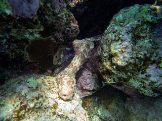 Very beautiful inhabitants of the coral reef of the Red Sea