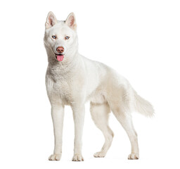 side view of a standing Husky panting, isolate don white