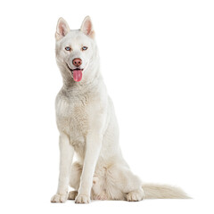 Sitting blue eyed Husky Panting looking at the camera, isolated on white