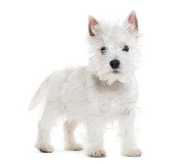 side view of a standing Puppy West Highland White Terrier, isolated on white