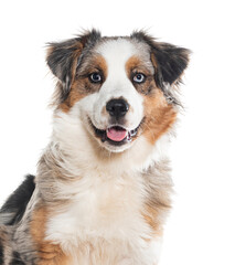 Head shot of a panting Australian shepherd looking at the camera, Isolated on white