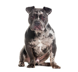Merle American Bully sitting and looking at the camera, Isolated on white