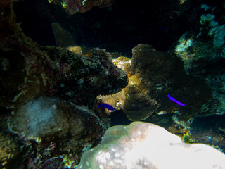 Very beautiful inhabitants of the coral reef of the Red Sea