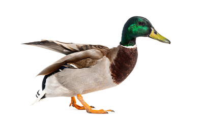 Side view of a Mallard Duck walking away, Anas platyrhynchos, isolated on white