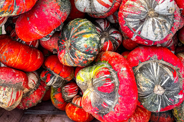pumpkin fresh harvest different types and varieties of pumpkin food snack outdoor copy space food background rustic