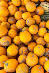 pumpkin fresh harvest different types and varieties of pumpkin food snack outdoor copy space food background rustic