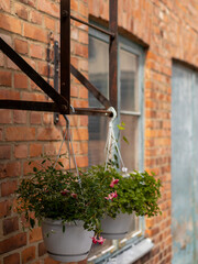 Fototapeta na wymiar two pots with flowers against a house wall
