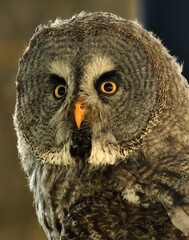 fauna abulense, alcaudones, aguila imperial y rapaces de cetreria