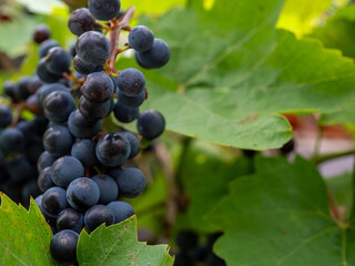 The fruits of black grapes. Bush black ripe grapes.