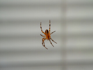 The spider is hanging on a web. Spider closeup