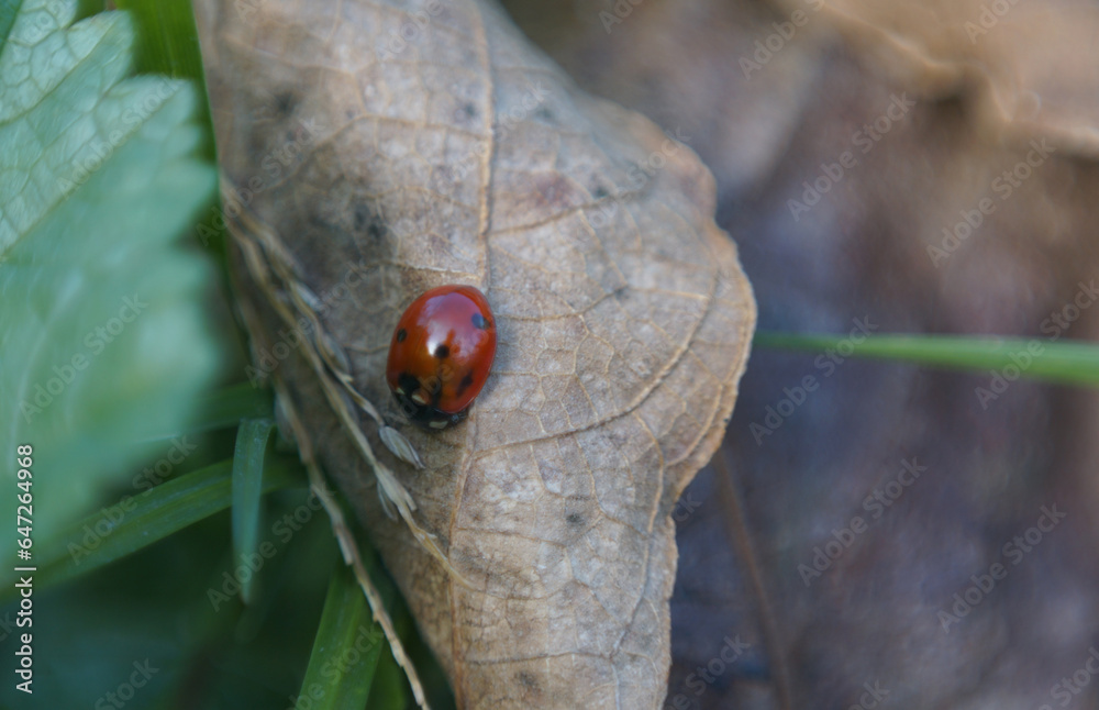 Wall mural Red beetles on a leaf