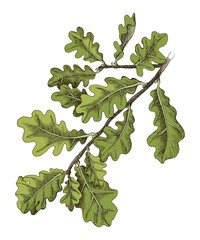 oak tree branch with green leaves - 647264915