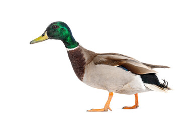 Side view of a Mallard Duck walking away, Anas platyrhynchos, isolated on white