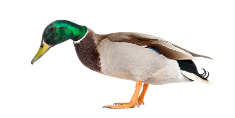 Side view of a Mallard Duck standing head down, Anas platyrhynchos, isolated on white