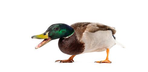Side view of a Mallard Duck on the defensive with beak wide open to impress its attacker, Anas platyrhynchos, isolated on white