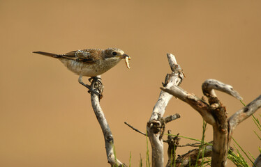 fauna abulense, alcaudones, aguila imperial y rapaces de cetreria