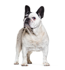 Black and white french bulldog standing, looking away, Isolated on white