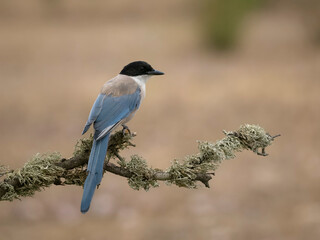Azure-winged magpie, Cyanopica cyanus