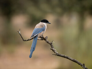 Axzure-winged magpie, Cyanopica cyanus