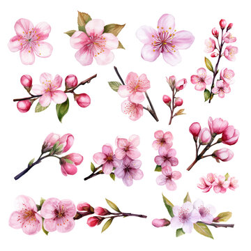 Set of Hand Painted Cherry Blossom Flower Watercolor