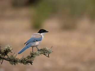 Azure-winged magpie, Cyanopica cyanus