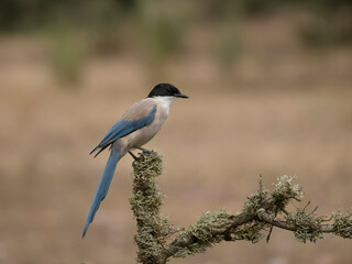 Axzure-winged magpie, Cyanopica cyanus