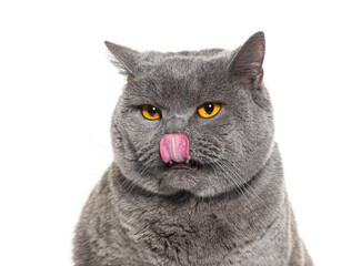 head shot of a grey British shorthair with orange eyes licking its lips looking away, isolated on...