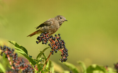 Colirojosobre sauco en otoño