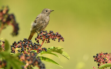 Naklejka premium Colirojosobre sauco en otoño