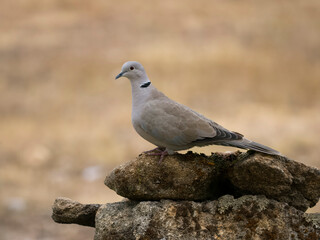 Collared dove, Streptopelia decaocto