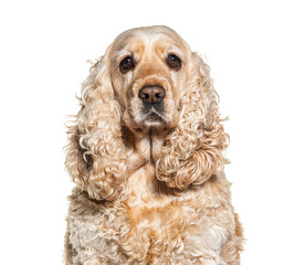 Head shot of an English Cocker looking at the camera, isolated on white