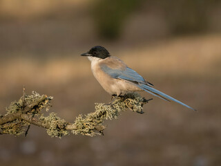 Axzure-winged magpie, Cyanopica cyanus
