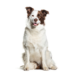 Brown and white Border collie dog panting, looking at camera, isolated on white