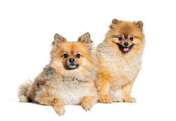 two Pomeranian, isolated on white