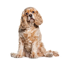 Sitting Cocker spaniel looking up, isolated on white
