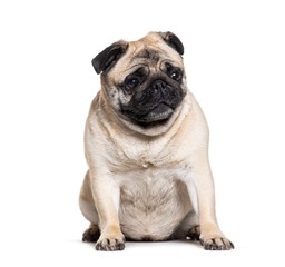 Fototapeta premium sitting Pug looking away, isolated on white