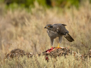 Eurasian or Northern goshawk, Accipiter gentilis