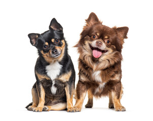 Two dogs, Chihuahua and crossbreed dog, sitting and lookinf-g at the camera, isolated