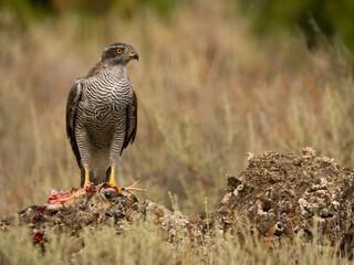 Eurasian or Northern goshawk, Accipiter gentilis
